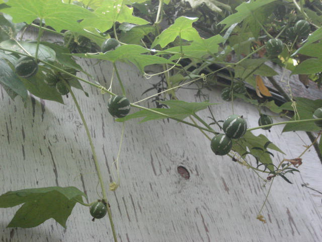 f0139520_0191723.jpg
