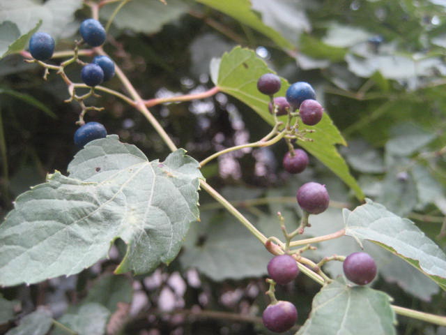 f0139520_0193715.jpg
