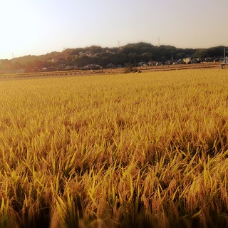 c0069036_1410339.jpg