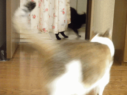 c0136736_1714531.gif