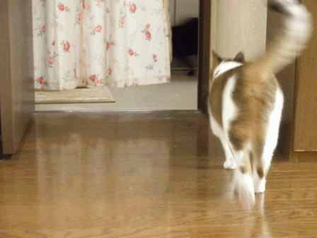c0136736_17173262.gif