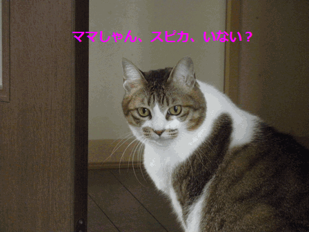 c0136736_17175476.gif