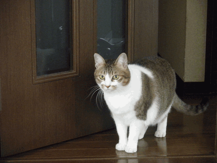 c0136736_17182018.gif