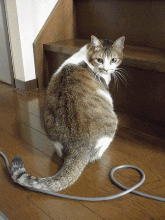 c0136736_17184868.gif