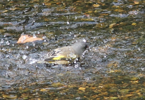 c0172139_034746.jpg