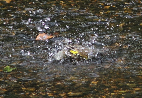 c0172139_11404458.jpg
