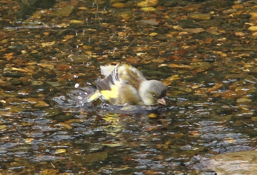 c0172139_1151437.jpg