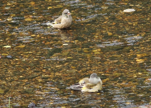 c0172139_1365448.jpg