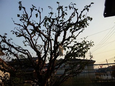 d0031853_6301035.jpg