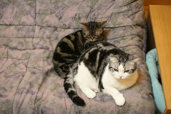 c0011300_1913406.gif