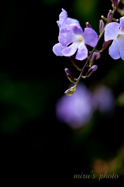 c0037519_8153358.jpg