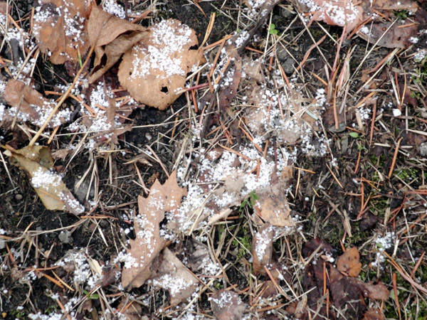 e0037129_11243382.jpg
