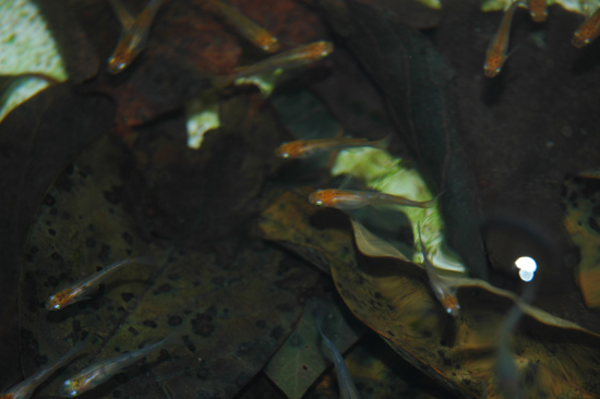 e0097534_1628524.jpg