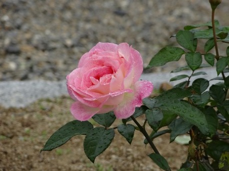 b0299042_2134532.jpg