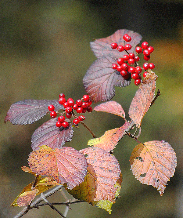 a0001354_23561283.gif