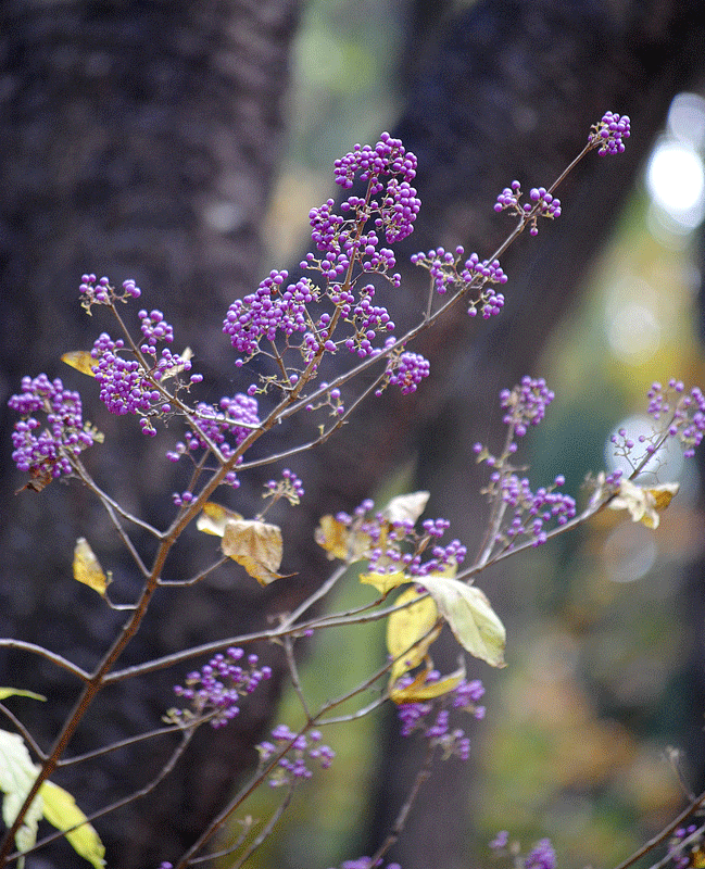 a0001354_23574226.gif