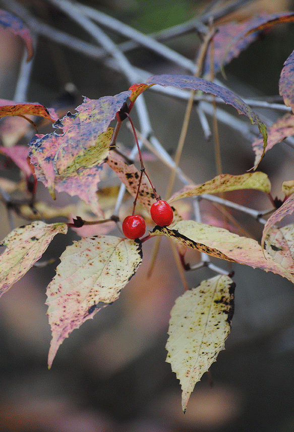a0001354_2358359.gif