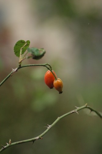 c0186463_1724639.jpg