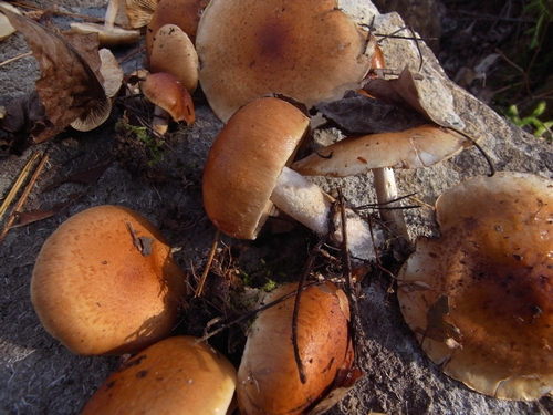 c0166668_6121016.jpg