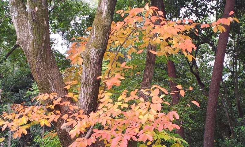 f0054677_9355288.jpg