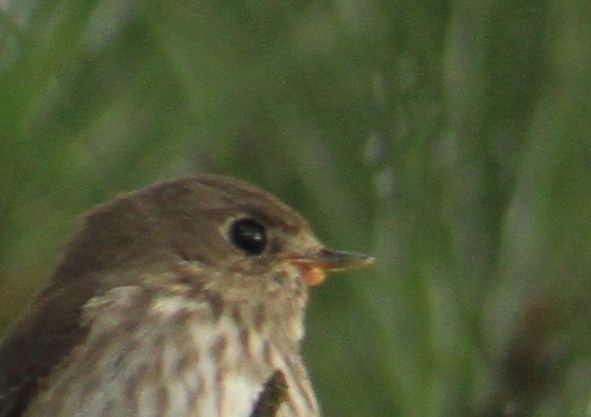 e0197884_23502179.jpg