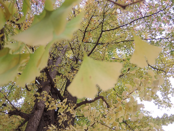 e0087008_1101228.jpg