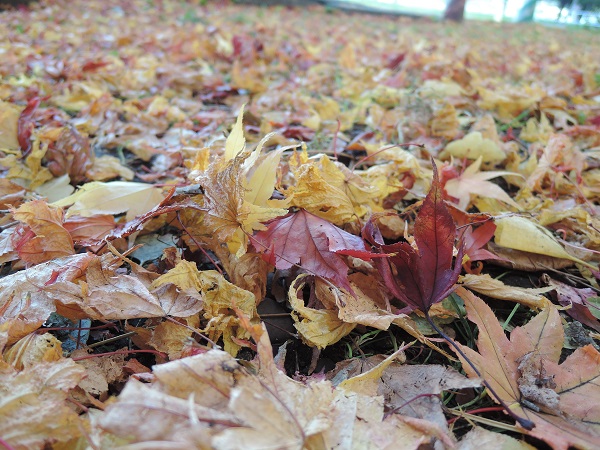 e0087008_1104481.jpg