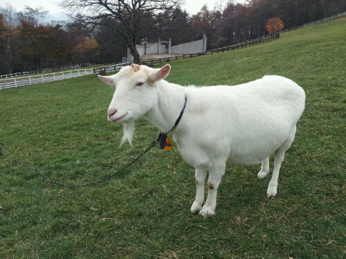 a0183009_13252876.jpg
