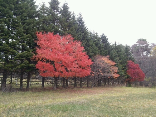a0183009_1455916.jpg