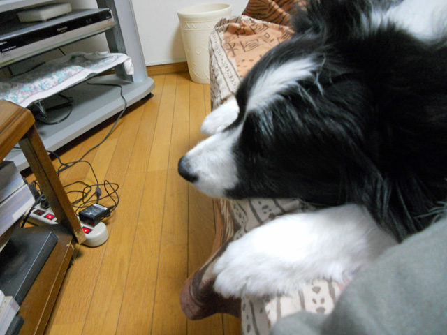 d0059230_8315262.jpg