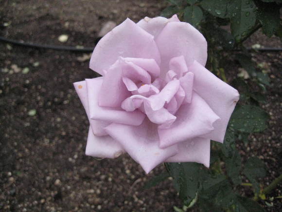 f0247039_8511520.jpg