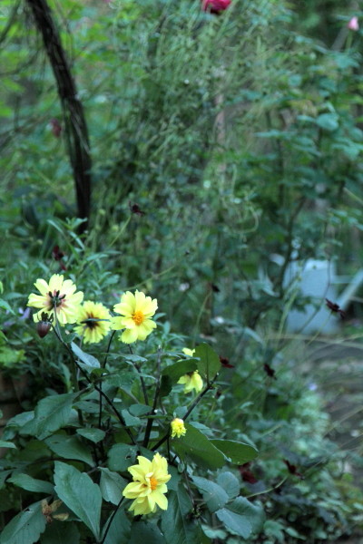 a0258549_156527.jpg