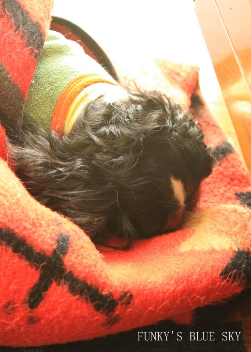 c0145250_12395.jpg