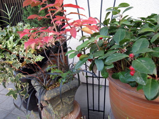 c0147952_2310749.jpg