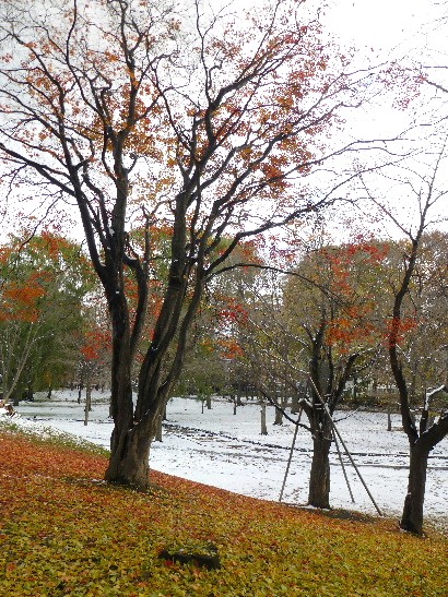 d0084473_20111661.jpg