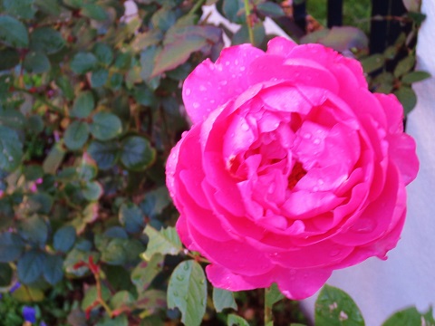 a0317576_14572831.jpg