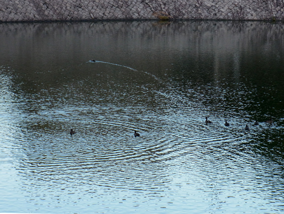 e0083517_215215.jpg