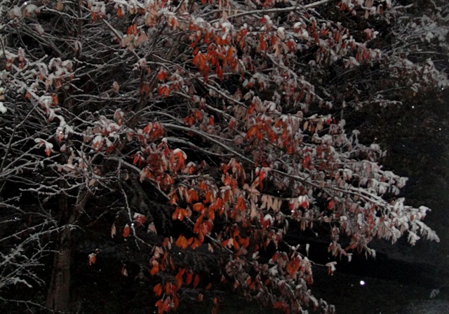 a0304423_0224146.jpg