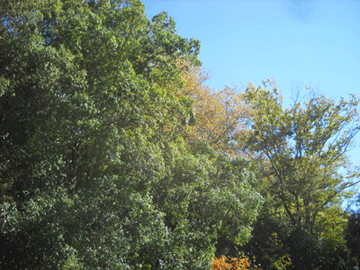 c0146127_1641323.gif