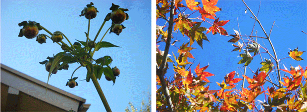 c0146127_16471382.gif