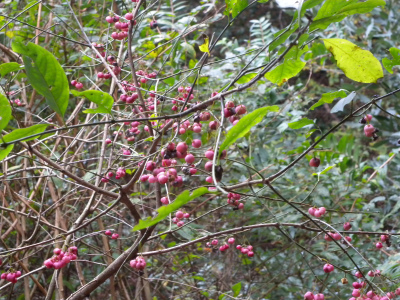 e0272335_16283388.jpg