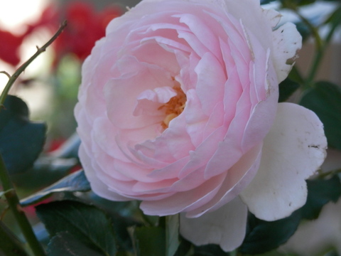 e0288951_1551348.jpg