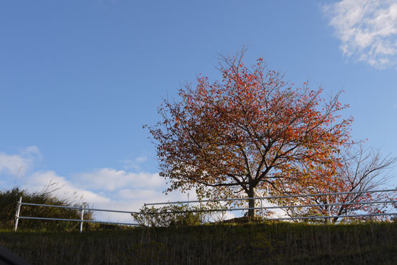 f0222692_194731.jpg