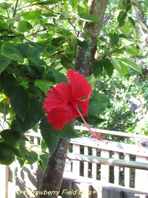 c0087094_1440334.jpg