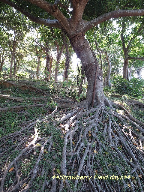 c0087094_14404614.jpg