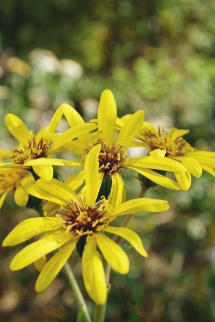 e0025300_15201459.jpg
