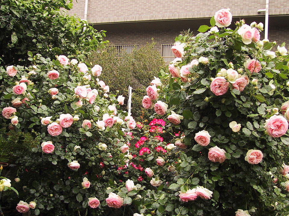 d0166303_0412342.jpg