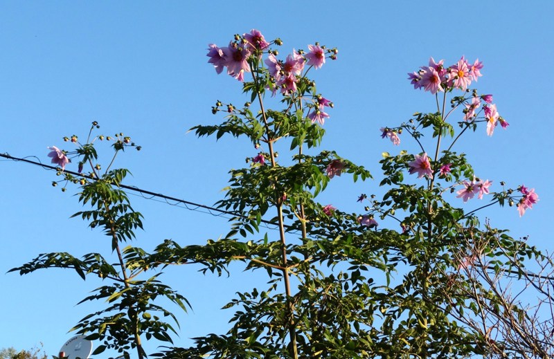 c0042418_15514361.jpg