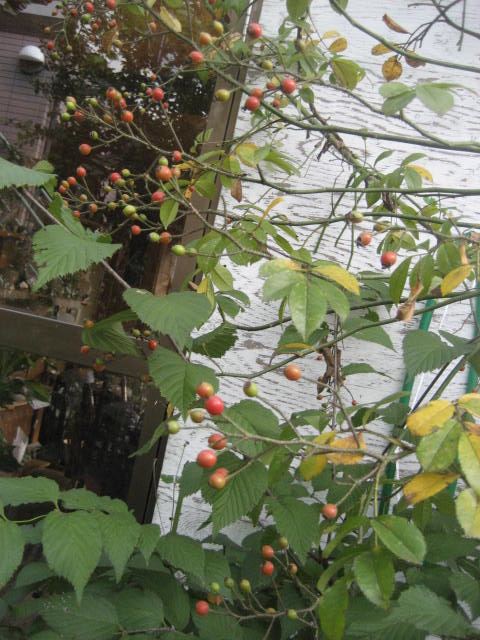 f0139520_21123662.jpg