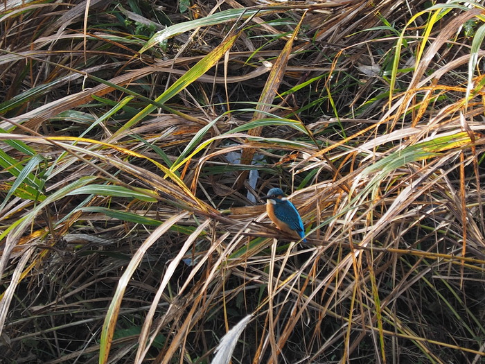 e0324435_21552582.jpg